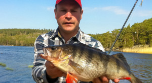 Groer Barsch gefangen beim Angeln in Schweden vom Steg unsere Schweden Ferienhauses am See.