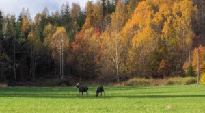 Two elks in Sweden at lake Bunn near Gränna.
