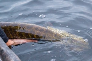 Am See Stora Nätaren in Schweden legen wir viel Wert auf Catch und Release beim Zander fischen.