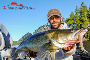 Groer Schweden Zander gefangen von Angelguide Henrik Olsson beim Zander Fischen in Schweden.