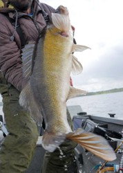 Zander fischen am topp Zander See Stora Ntaren in Schweden mit Angelguide Henrik Olsson.