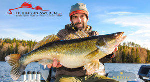 Zander Angeln in Schweden am Stora Ntaren