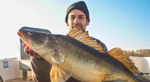 Zander gefangen in Norra Bunn beim Zander Angeln in Schweden.