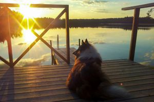Urlaub mit Hund in Schweden in unserem grauen Ferienhaus am See (Haus 1)!